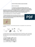 Sistematización de La Corteza Cerebral y Áreas Funcionales