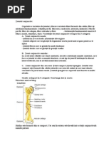 AMG Anul I Anatomie 2