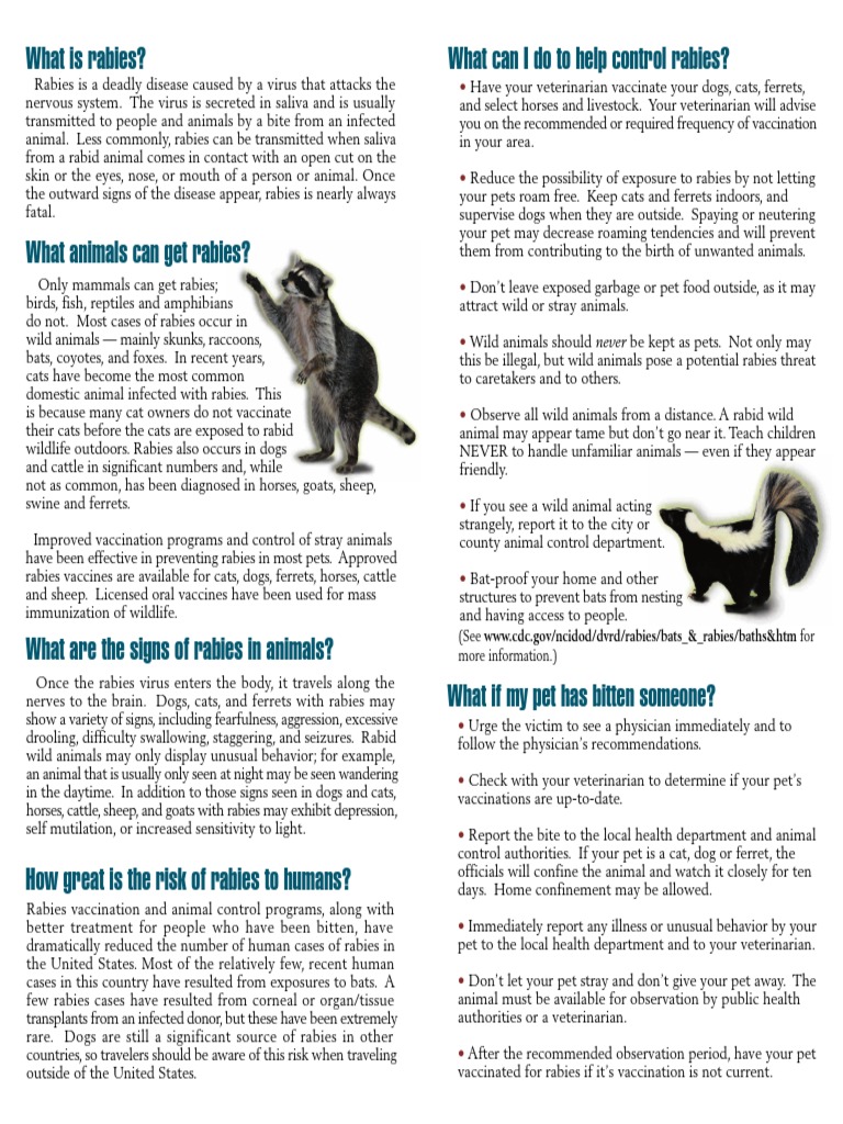 Rabies Brochure | PDF | Rabies | Health Sciences