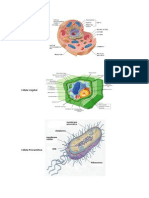 Célula Animal