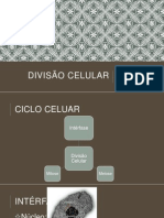 Divisão Celular