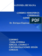 Cerebro Morfologia Externa-Imagenes