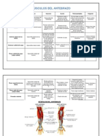 Músculos Del Antebrazo