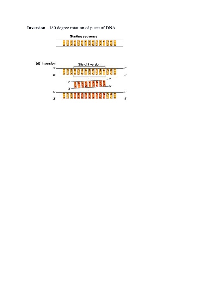 Inversion - 180 Degree Rotation of Piece of DNA | PDF
