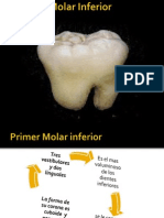 Presentacion Anatomia Dental