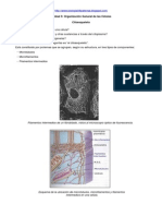 Unidad 5: Organización General de Las Células Citoesqueleto
