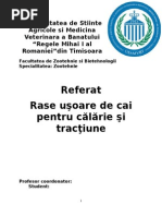 Rase uşoare de cai pentru călărie şi tracţiune - Bad Florin 2003