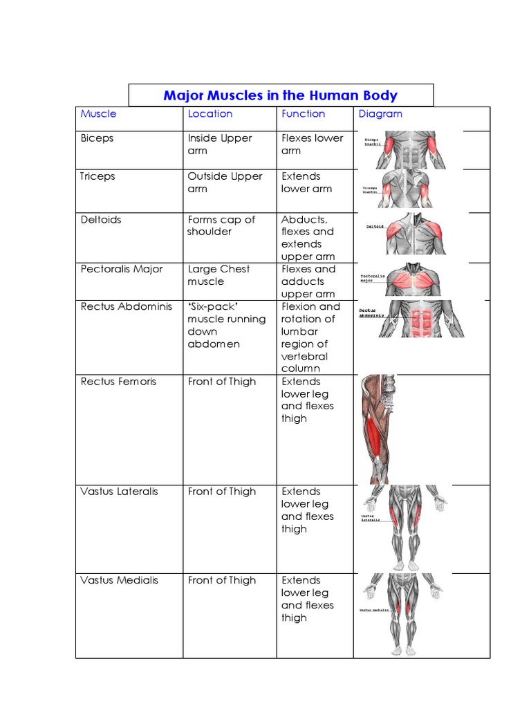 Task 1 - Major Muscles in The Human Body | PDF | Wellness | Science ...
