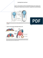 Embriologi Sistem Saraf Pusat