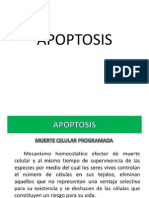 Expo Apoptosis