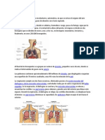 Aparato Respiratorio