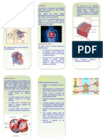 Triptico Aparato Cardiovascular