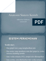 Anatomi Sistem Kemih 