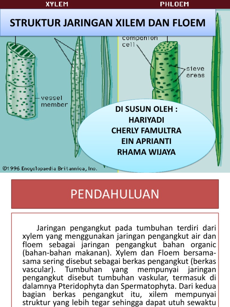 Struktur Penyusun Xilem Dan Floem