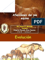 Clase Pie Equino 2013