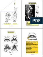 CLASE Mesodermogénesis BIO 028