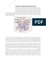 Mengenal Anatomi Jantung Manusia