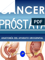 Prostata