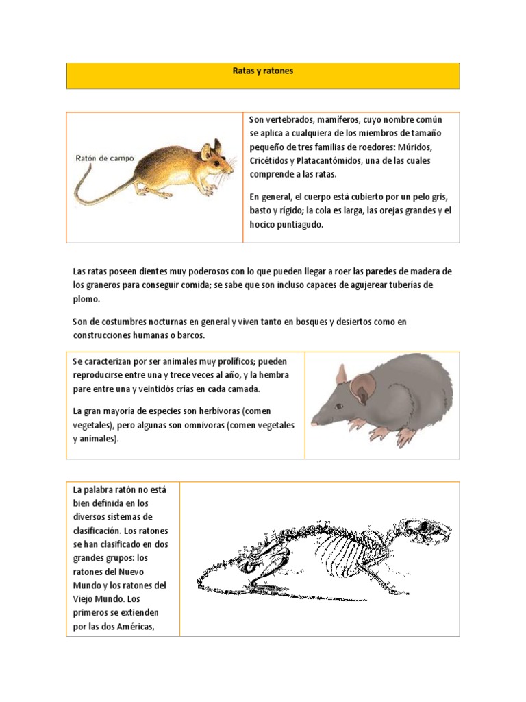 Ratas y Ratones | PDF | Rata | Ratón, image size:768x1024