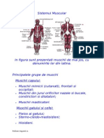 Sistemul Muscular