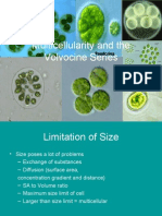 [BIO] 02 - Origin of Multicellularity (Calsado)