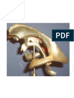 Ventricles Models For Anatomy