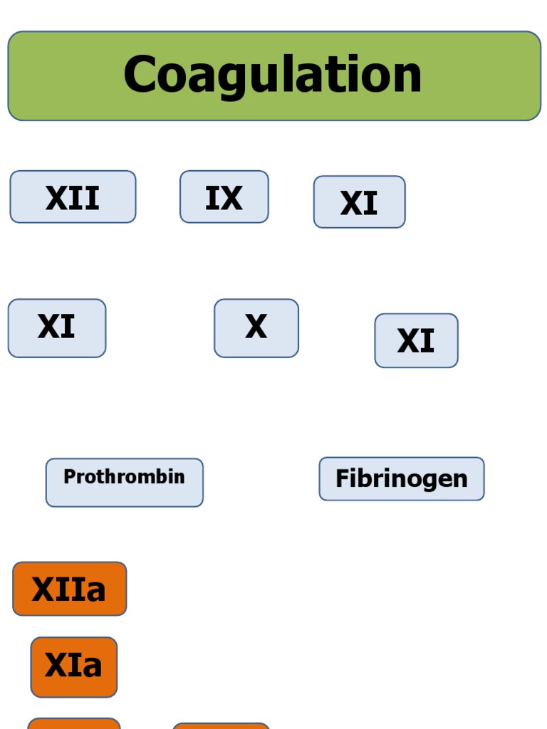 Coagulation: XII IX XI | PDF