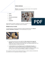 Multiplicación de Plantas Bulbosas