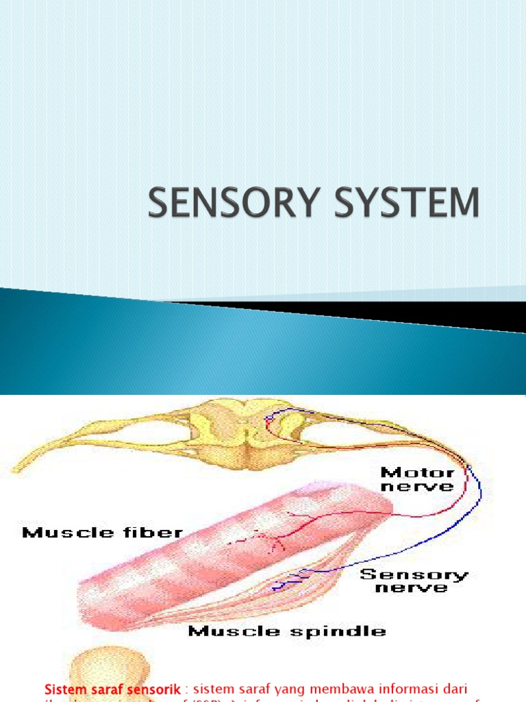 Fungsi dan Jenis Saraf Sensoris | PDF