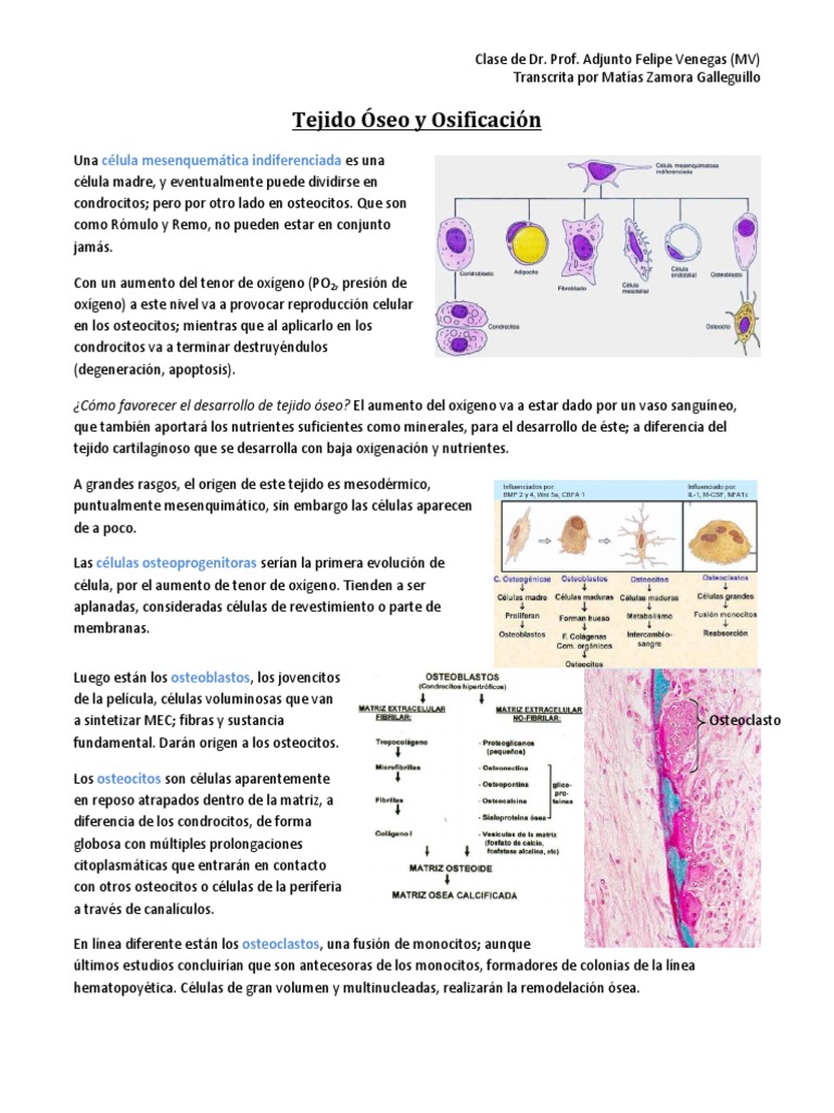 Tejido Óseo y Osificación | PDF | Hueso | Cartílago