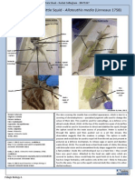 Squid Data Sheet1