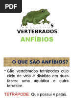 Anfíbios - Amphibia