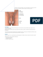 Torsio Testis