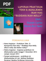 Download Teknik Dan Manajemen Ikan Hias Ikan Molly by slametcarito SN190175271 doc pdf