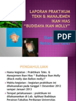 Teknik Dan Manajemen Ikan Hias Ikan Molly