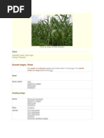 Download Natural Enemies of Corn Pests by Adrian Mausig SN190190575 doc pdf