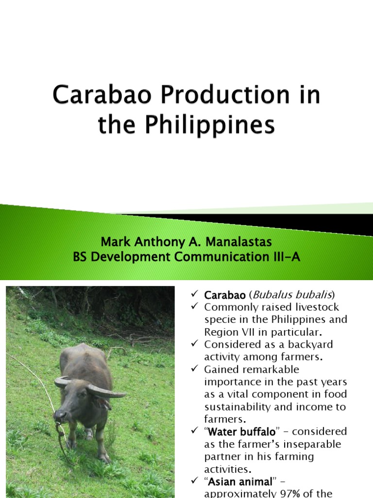 THE SIGNIFICANCE OF THE CARABAO IN FILIPINO CULTURE AND AGRICULTURE intelligence overview