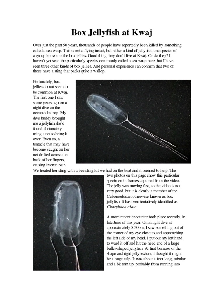 Box Jellyfish at Kwaj PDF Animal Taxonomy Zoology