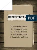 Calmari - Reprezentanti