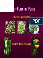 Fungi III 1