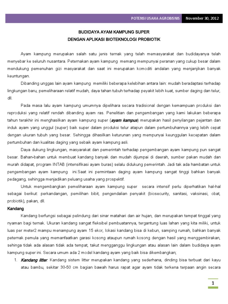 Ternak ayam kampung super
