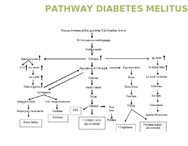 Pathway Diabetes Melitus | PDF