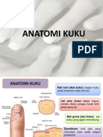 Anatomi Kuku