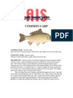 COMMON NAME: Common Carp