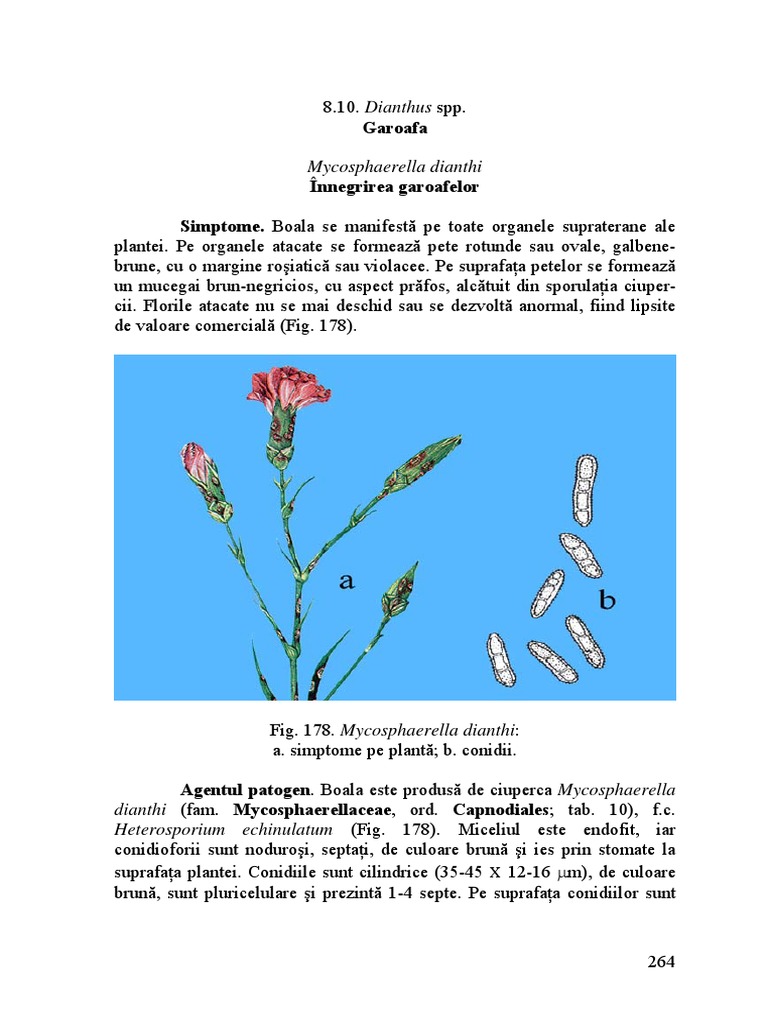 Garoafa PDF | PDF