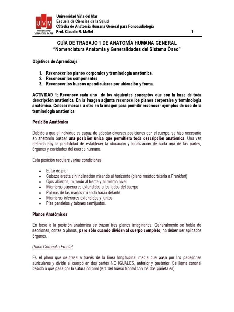 Anatomia Humana | PDF