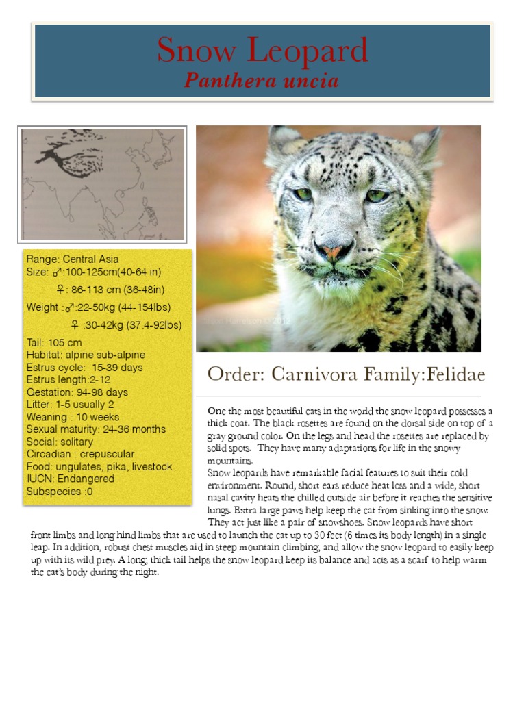 Snow Leopard | PDF | Home \u0026 Garden, image size:768x1024