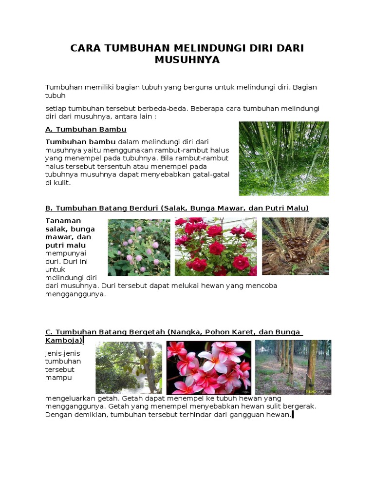 Cara Tumbuhan Melindungi Diri Dari Musuhnya Pdf