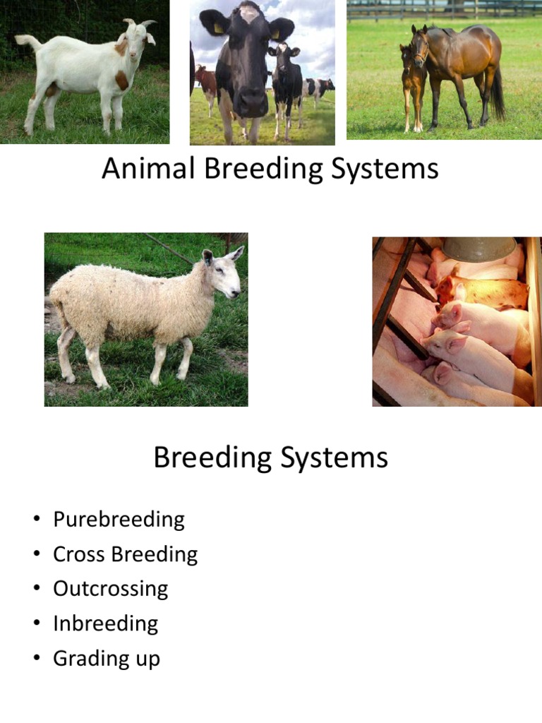 Overview of Animal Breeding Systems | PDF | Selective Breeding | Livestock