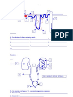 Guia Renal Aplicacion